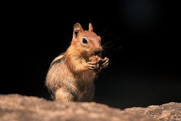 California Chipmunk (Neotamias obscurus) eating a nut