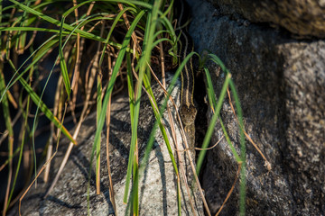 Garter snake hiding in tall grass and rocks