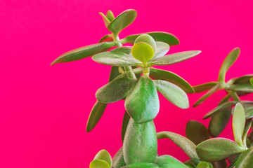 Potted jade plant money tree on painted fuchsia pink wall background. Fresh green vibrant leaves. Room plants interior decoration urban jungle gardening concept