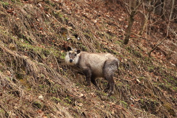 Naklejka premium ニホンカモシカ