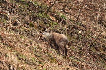 ニホンカモシカ