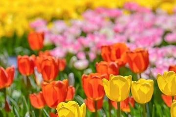 美しいチューリップの花