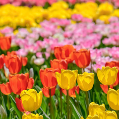 美しいチューリップの花