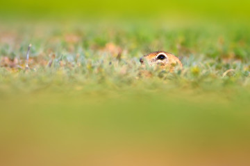 Cute animal. European Ground Squirrel. Green nature background. European Sousl Spermophilus citellus.