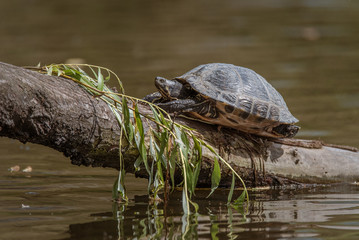 A turtle basking on a log in a park in Amsterdam