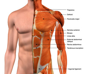 Abdominal Muscle Chart