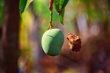 This is time for a mango