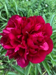 pivoine rouge