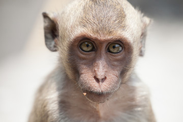 可愛いサル