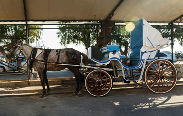 black horse in harness with a walking carriage on the pier