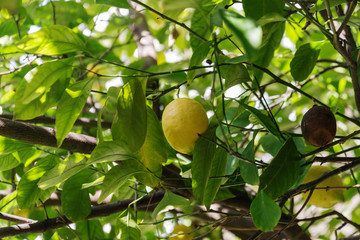 hanging lemon on a branch in sunny weather