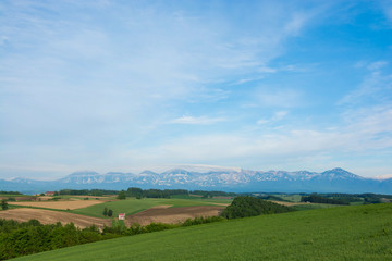 Obraz premium 初夏の畑作地帯 美瑛町