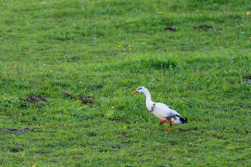 Ente in der Wiese