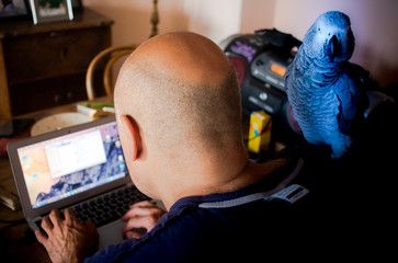 A curious exotic blue parrot is standing on the shoulder f a bald man typing on the keyboard of a...
