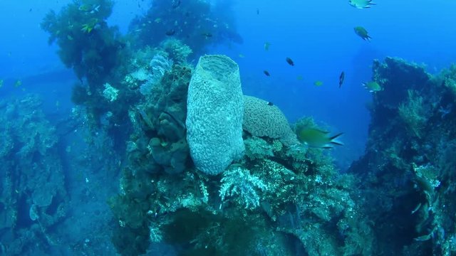 Liberty Shipwreck. Underwater world. Fish, coral reeff, blue ocean. Tulamben, Bali, Indonesia.