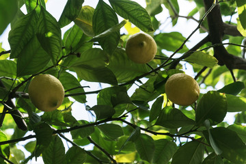 yellow lemon on green tree branch close up