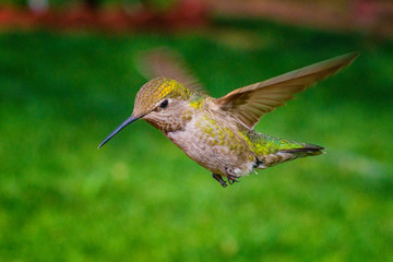 Anna's Hummingbird