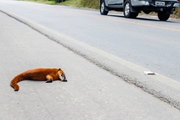 red racoon nasua sp dead