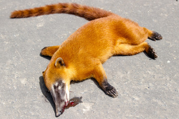 red racoon nasua sp dead