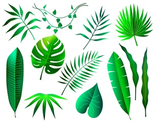 Meubelstickers Tropische bladeren set van verschillende groene tropische bladeren op witte achtergrond