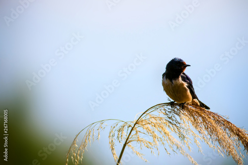 Cute Bird Barn Swallow Hirundo Rustica Blue Sky Background