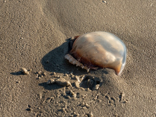 Jellyfish on Beach