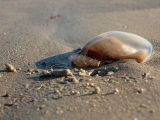 Jellyfish on Beach