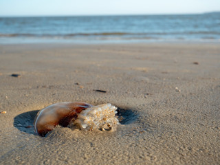 Jellyfish on Beach