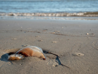 Jellyfish on Beach