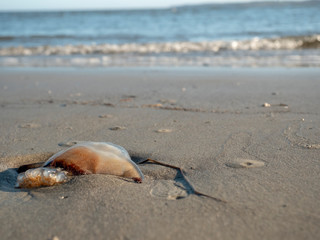 Jellyfish on Beach