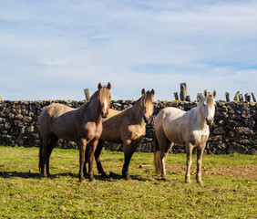 Obraz premium herd of horses in a field