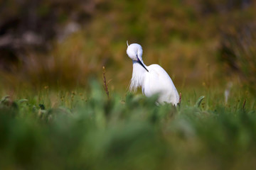 Heron. Nature background. Little Egret. Egretta garzetta