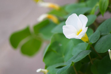 Obraz premium white flower