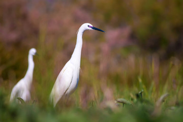 Heron. Nature background. Little Egret. Egretta garzetta