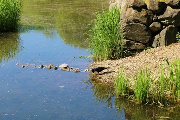 風景　春　緑　池　カラス　茨城