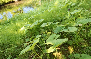 風景　緑　フキ　池　茨城