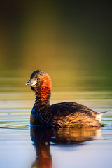 Swimming cute bird Colorful nature background. Little Grebe. Tachybaptus ruficollis.