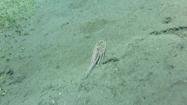 Incredible Underwater World - Mimic octopus - Thaumoctopus mimicus. Hunting. Tulamben, Bali, Indonesia.