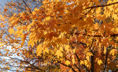 orange autumn leaves on tree