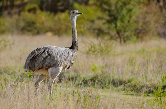 &Ntilde;and&uacute;, Rhea americana parado en un pastizal