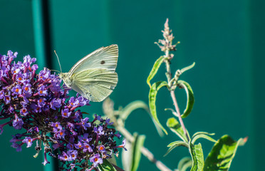 butterfly on a flower