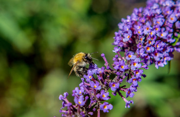 bumblebee on flower