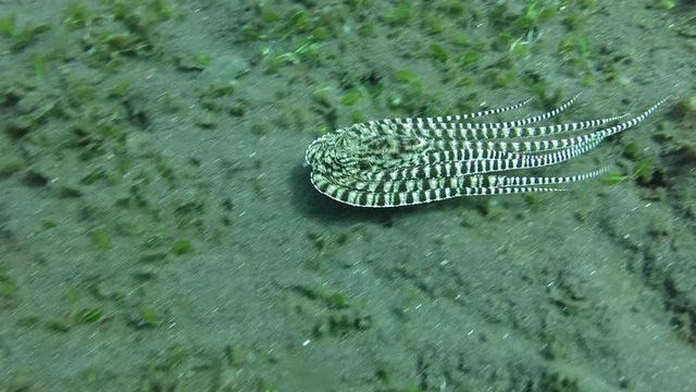Incredible Underwater World - Mimic octopus - Thaumoctopus mimicus. Hunting. Tulamben, Bali, Indonesia.