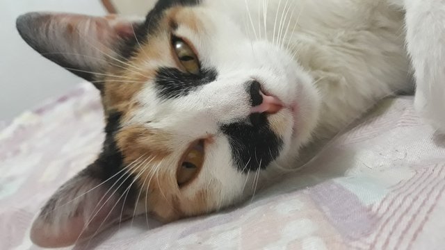 Gato dom&eacute;stico