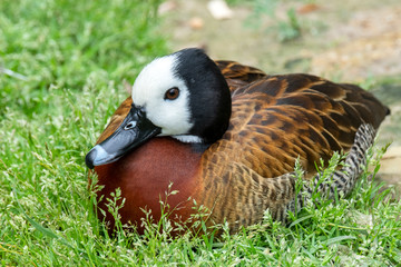 White-faced Whistling Duck (Dendrocygna viduata) Native to Sub-Saharan Africa and South America