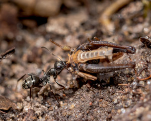 Black carpenter ant carrying a larger dead insect back to his colony