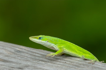 Green Anole (Anolis carolinensis), Native to the Southern United States