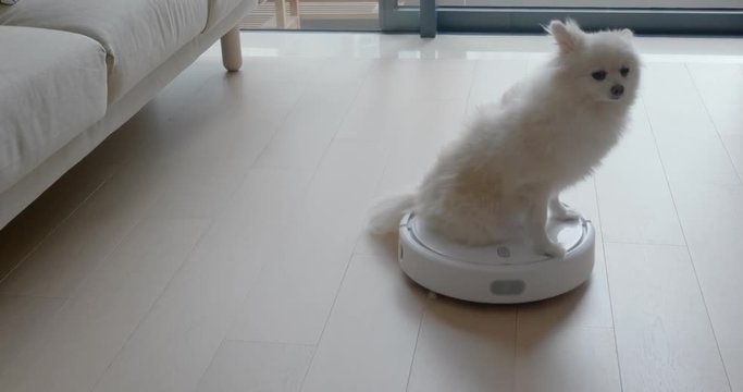 Pomeranian Dog sit on robotic vacuum cleaner slides across the room at home