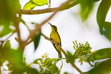 olive-backed sunbird perching on a branch from a flourishing tree a yellow green colored nature photography and bird watching photography 