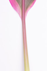Colourful purple and green fringed shot of a leaf against a white studio background. Abstract close up macro backdrop of natural object.
